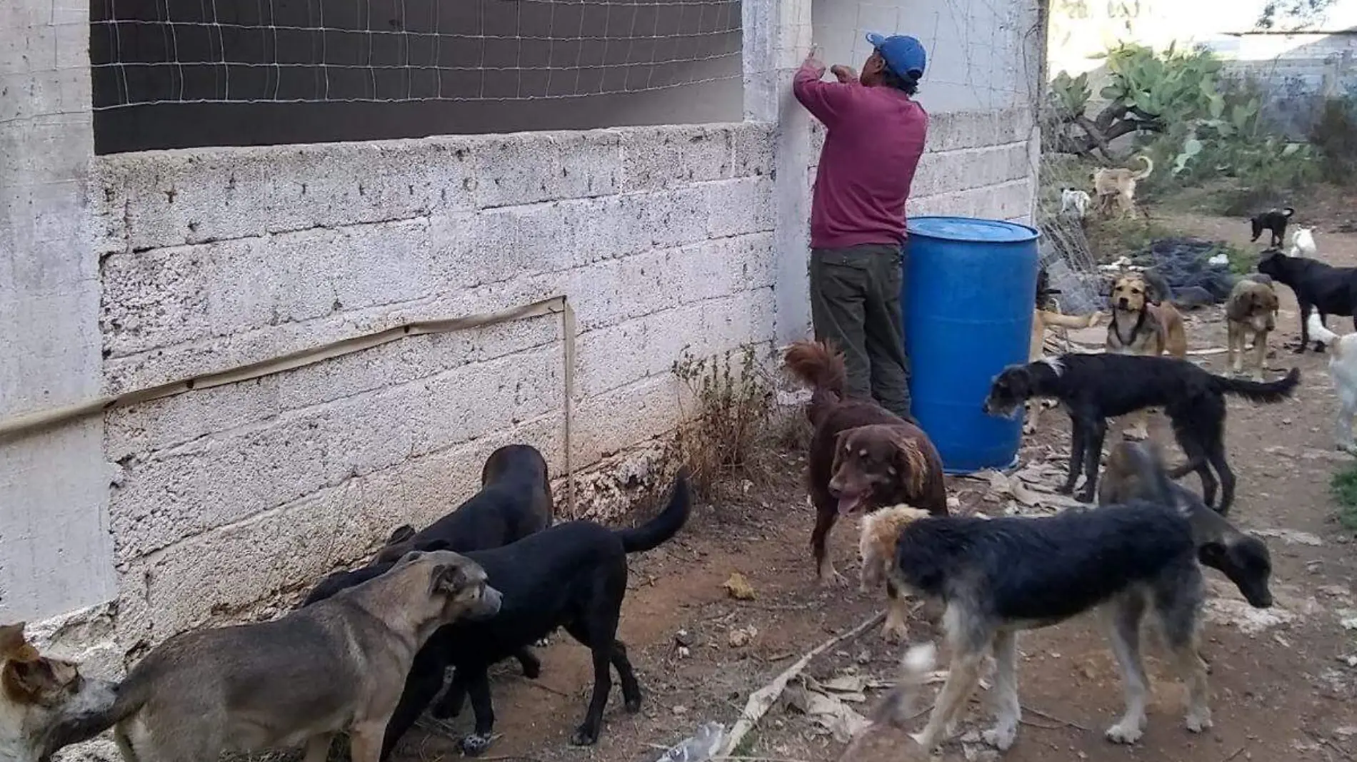 Refugio para perros